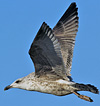 2cy argentatus in February, ringed in Norway. (75189 bytes)